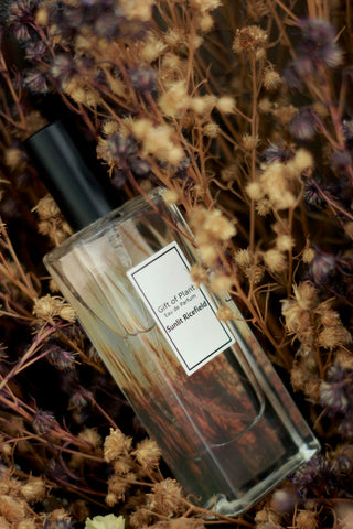 calvin klein one perfume bottle on brown dried leaves